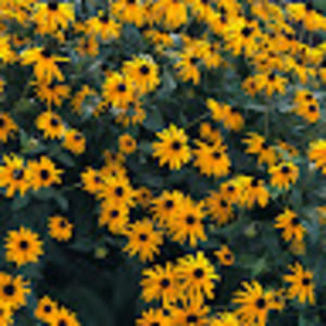 Meet your Posher, Chase